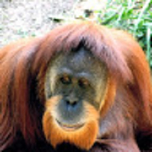 ntdehlinger